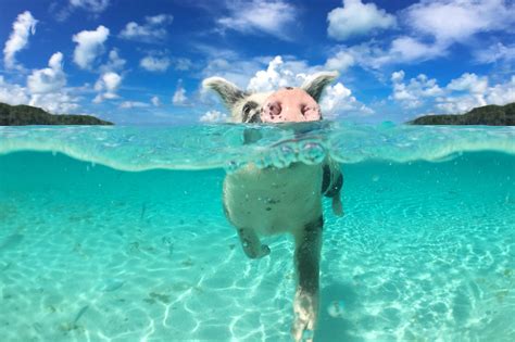 Swimming Pigs